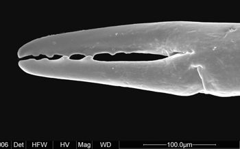 Media type: image;   Invertebrate Zoology 134690